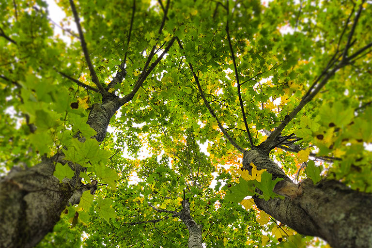 Take the Master Planning Survey NHH Covid-19 Information