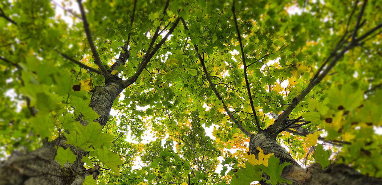 a canopy of maple trees with green leaves seen from below a canopy of maple trees with green leaves seen from below